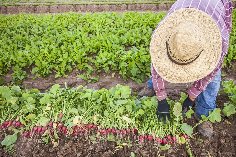 Harvesting radishes at Johnson's Backyard Garden, Austin, TX.