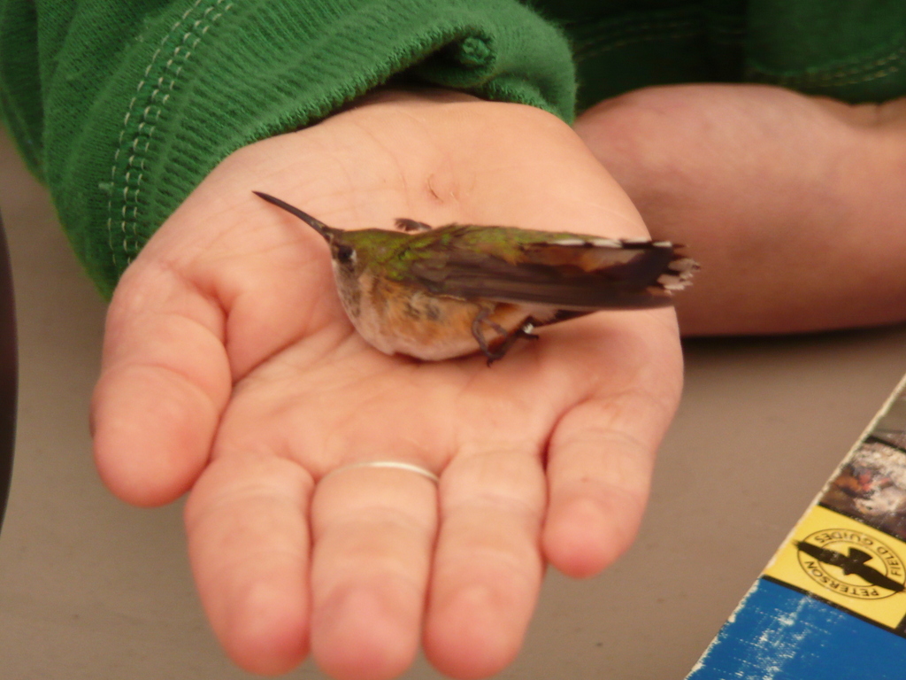 Female Calliope Hummingbird