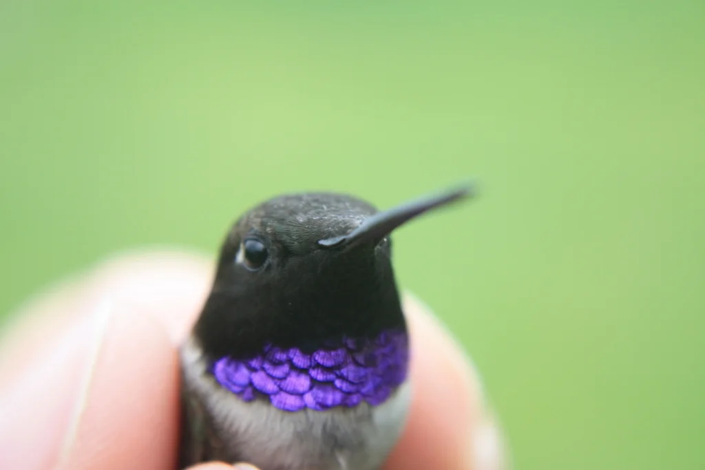 Male Black-chinned Hummingbird
