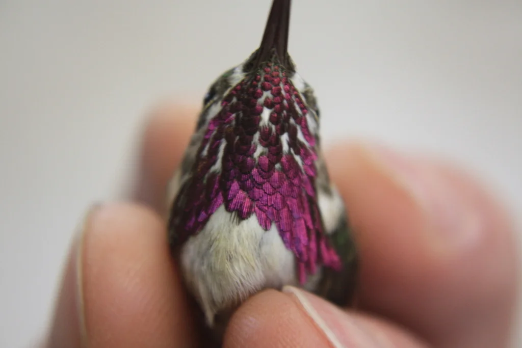 Male Calliope Hummingbird
