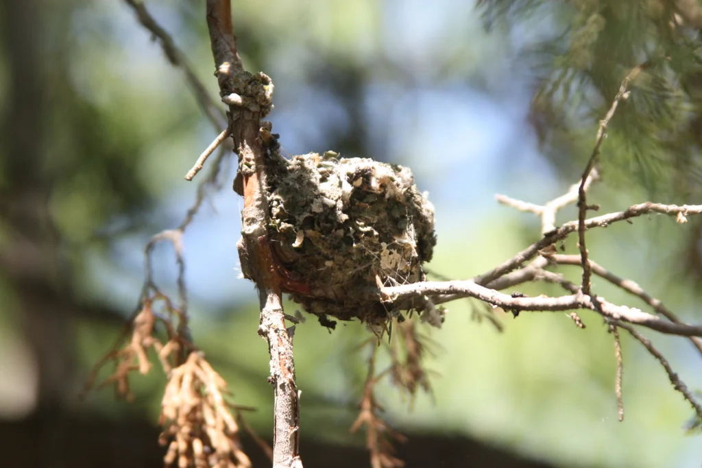 Hummingbird nest