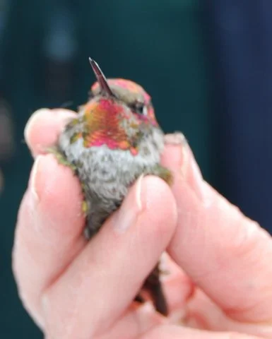 Fall and Winter Hummingbirds