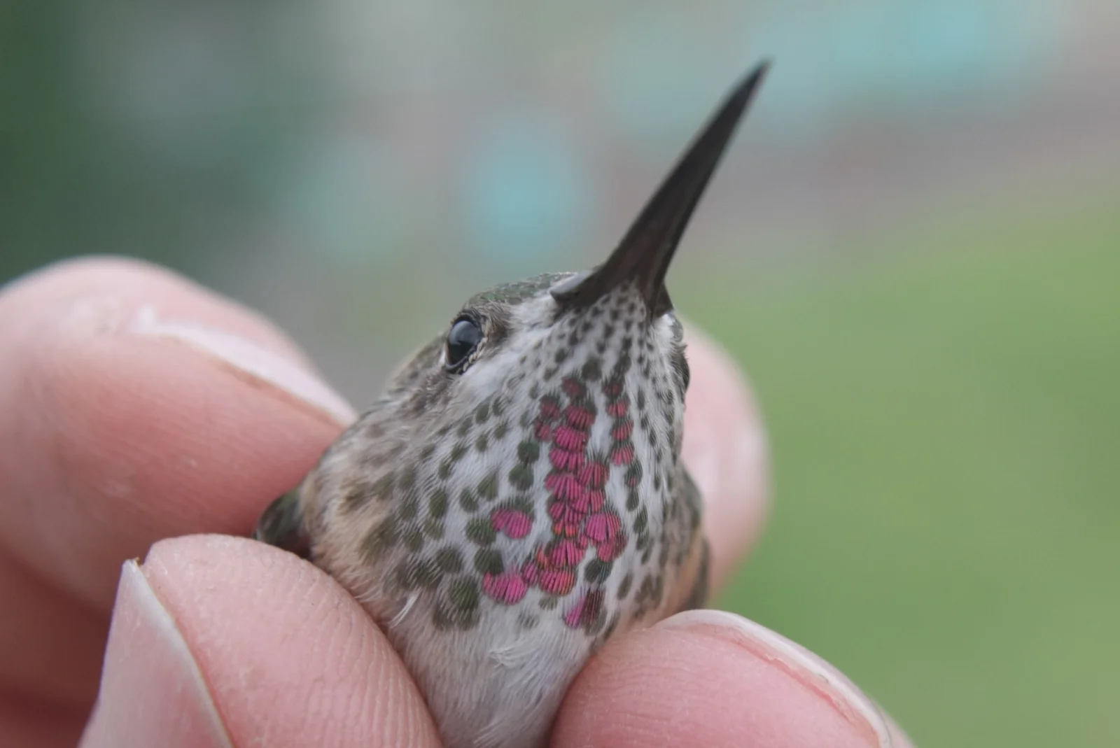 Adult Female Calliope