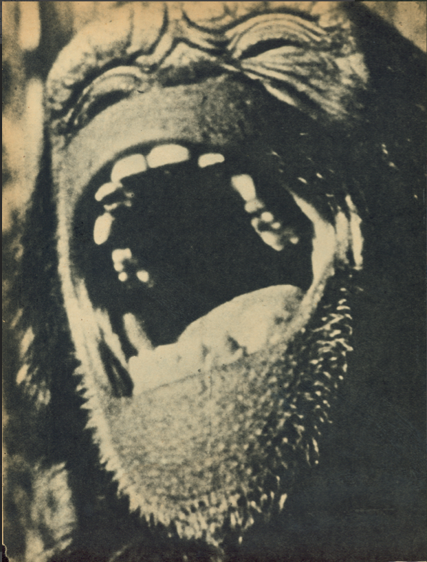 Chimp.png
