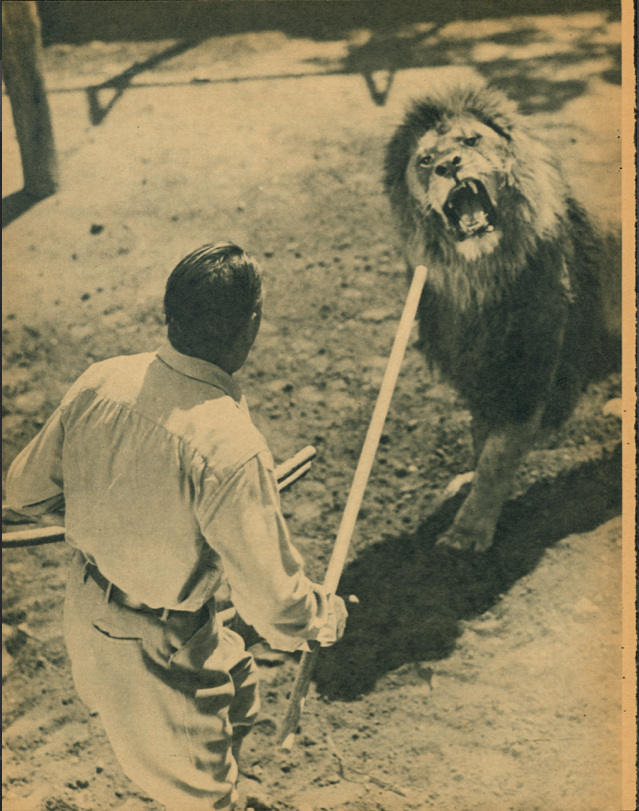 MeasuringLion.png