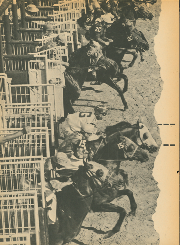 Racehorses.png