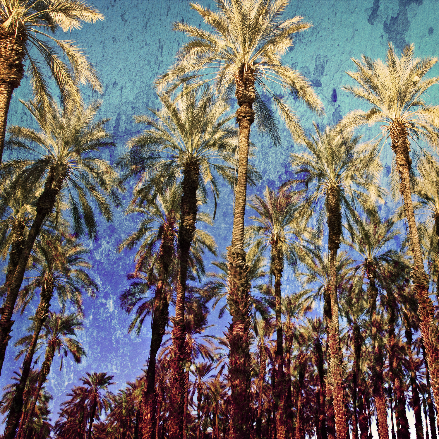 PalmTrees.jpg