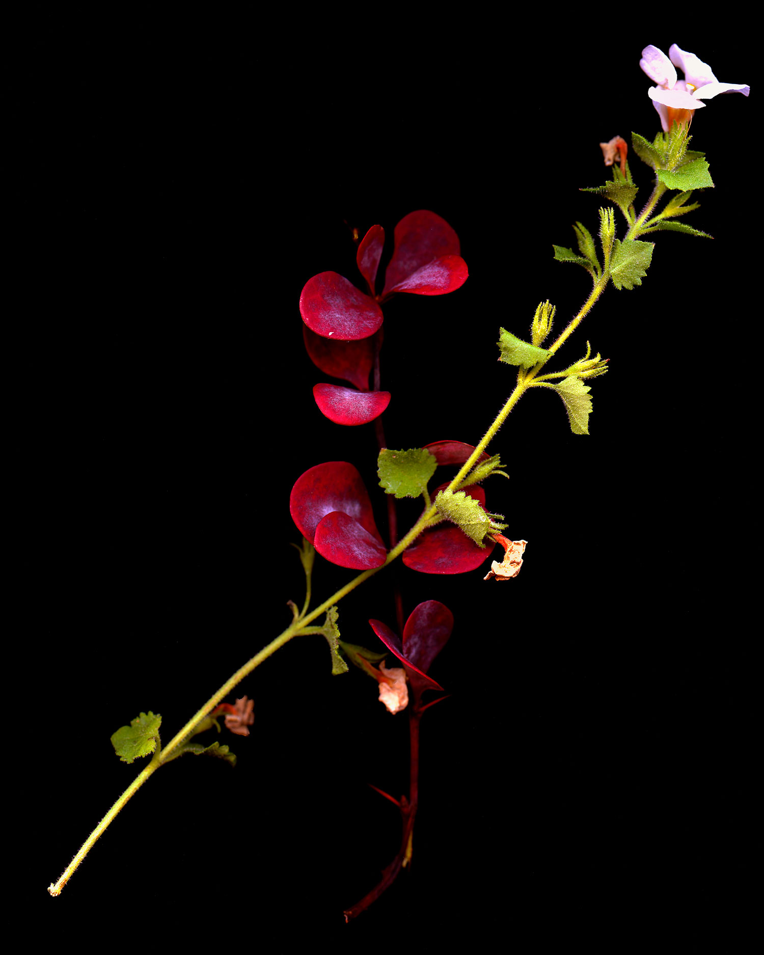 flowers004.jpg