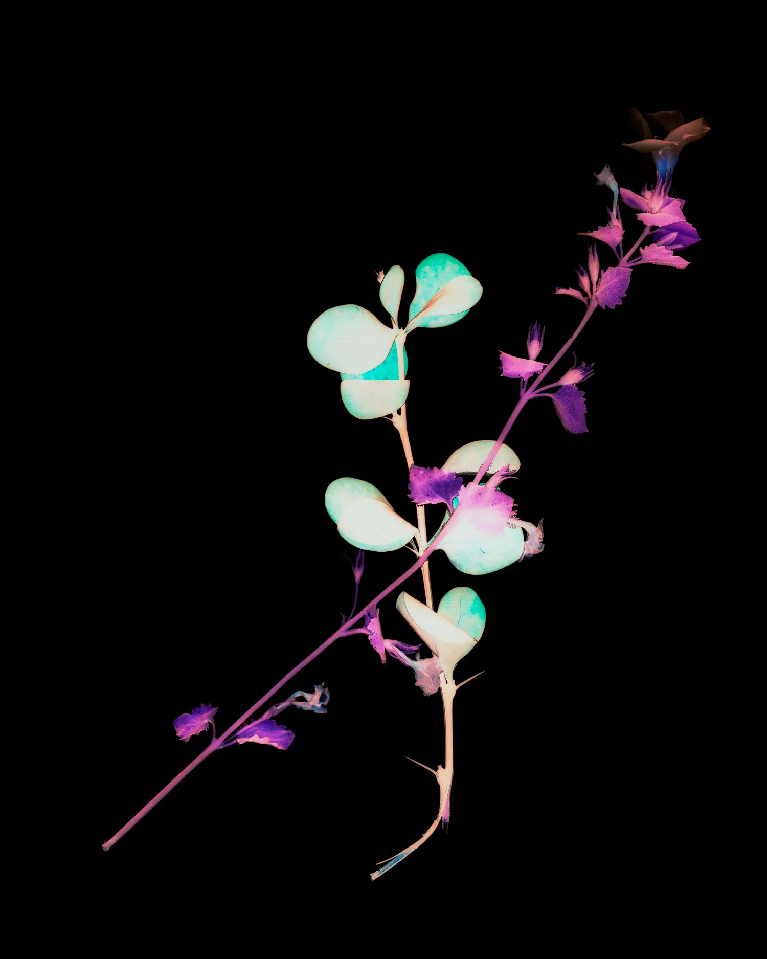 flowers005.jpg