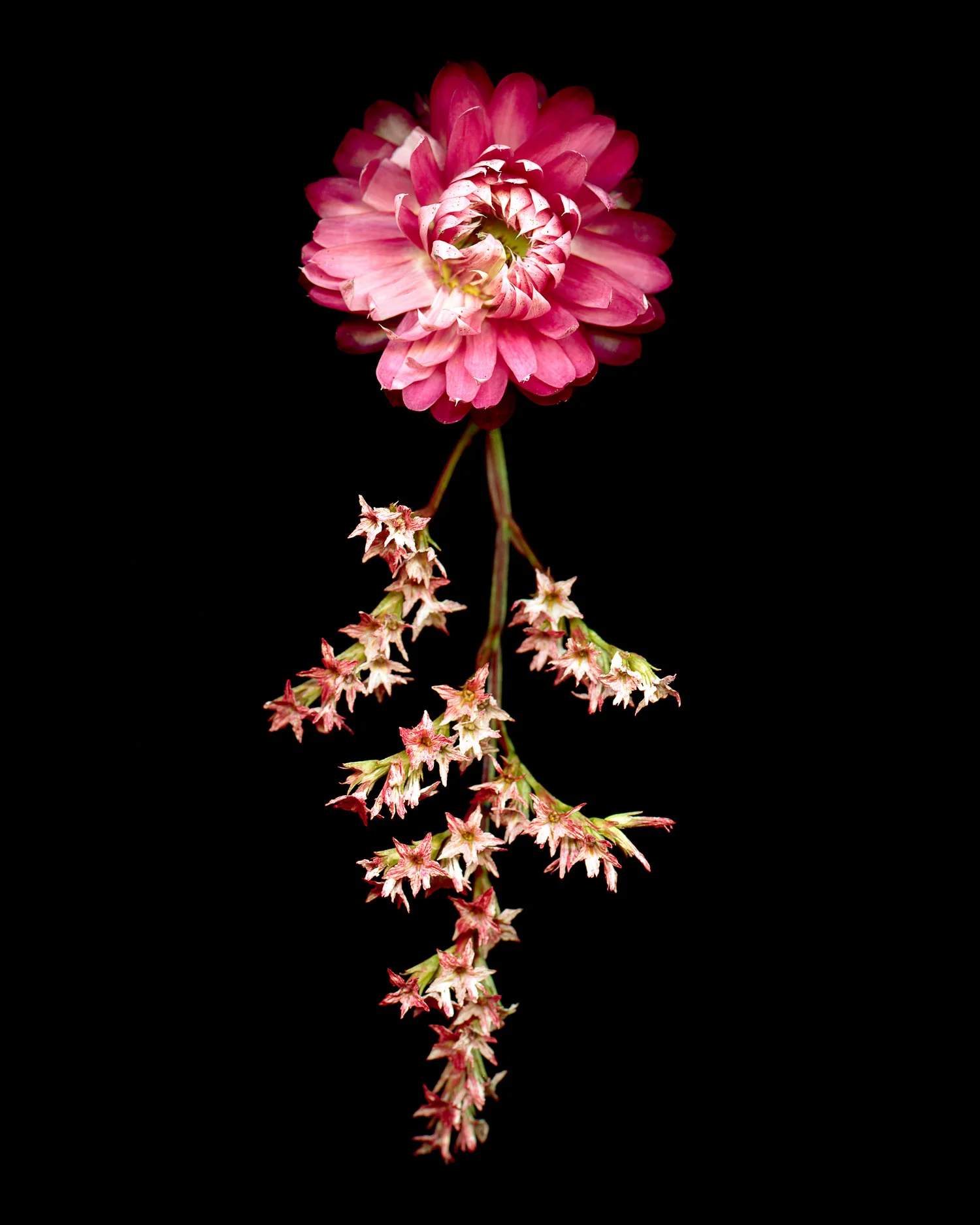 flowers008.jpg