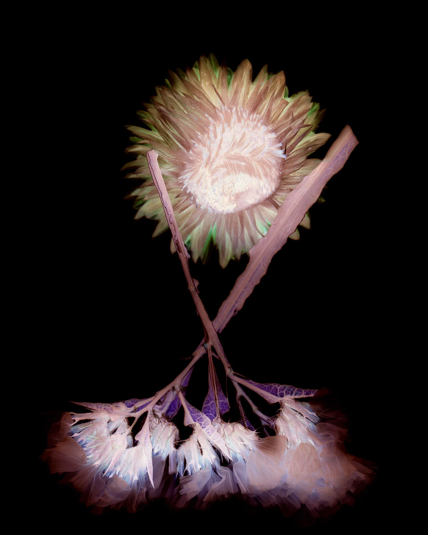 flowers010.jpg