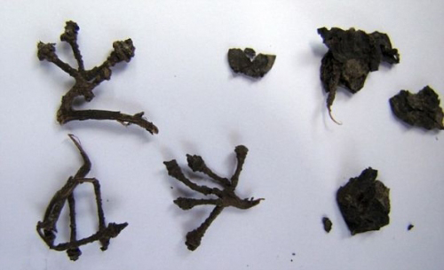 葡萄酒的起源 18 Jan 2018 圖一 (考古人員在發掘文物中找到的葡萄藤及干葡萄).jpg
