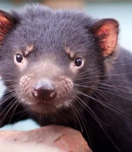 塔省除了葡萄酒,還有受保護的Tasmania Devil copyrighted Derwent Valley Tasmania