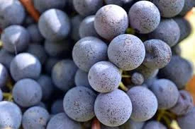 Nebbiolo 意大利著名葡萄 25 Jan 2019 pic 1.jpeg