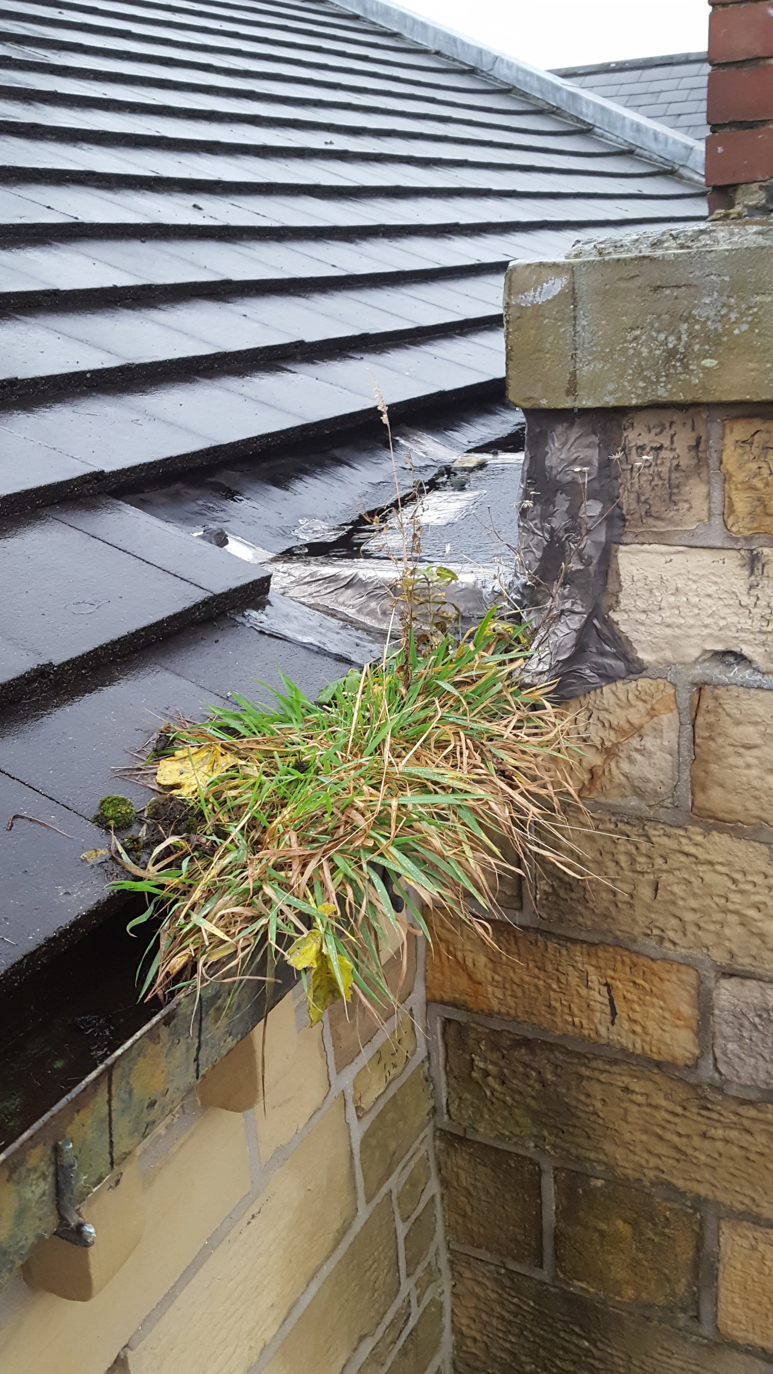 Overgrowth in the Roof Gutters