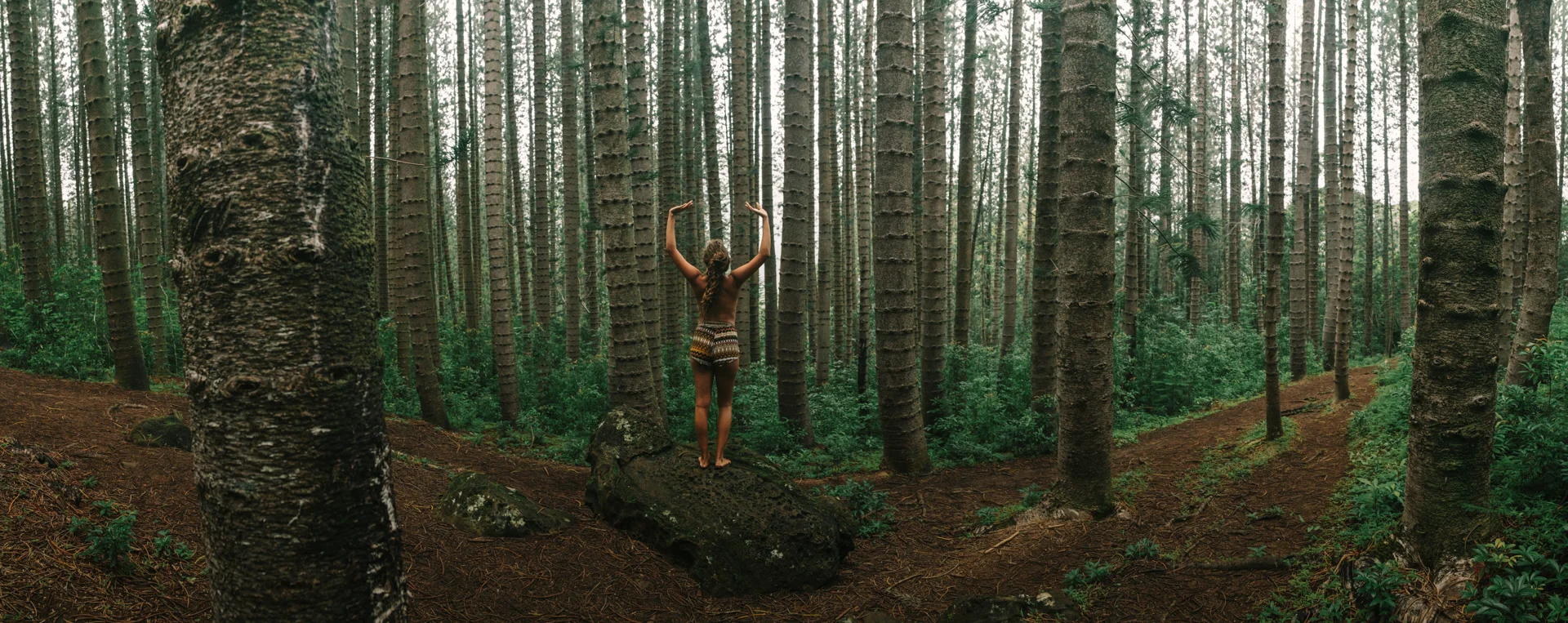 Nuuanu Forest.jpg