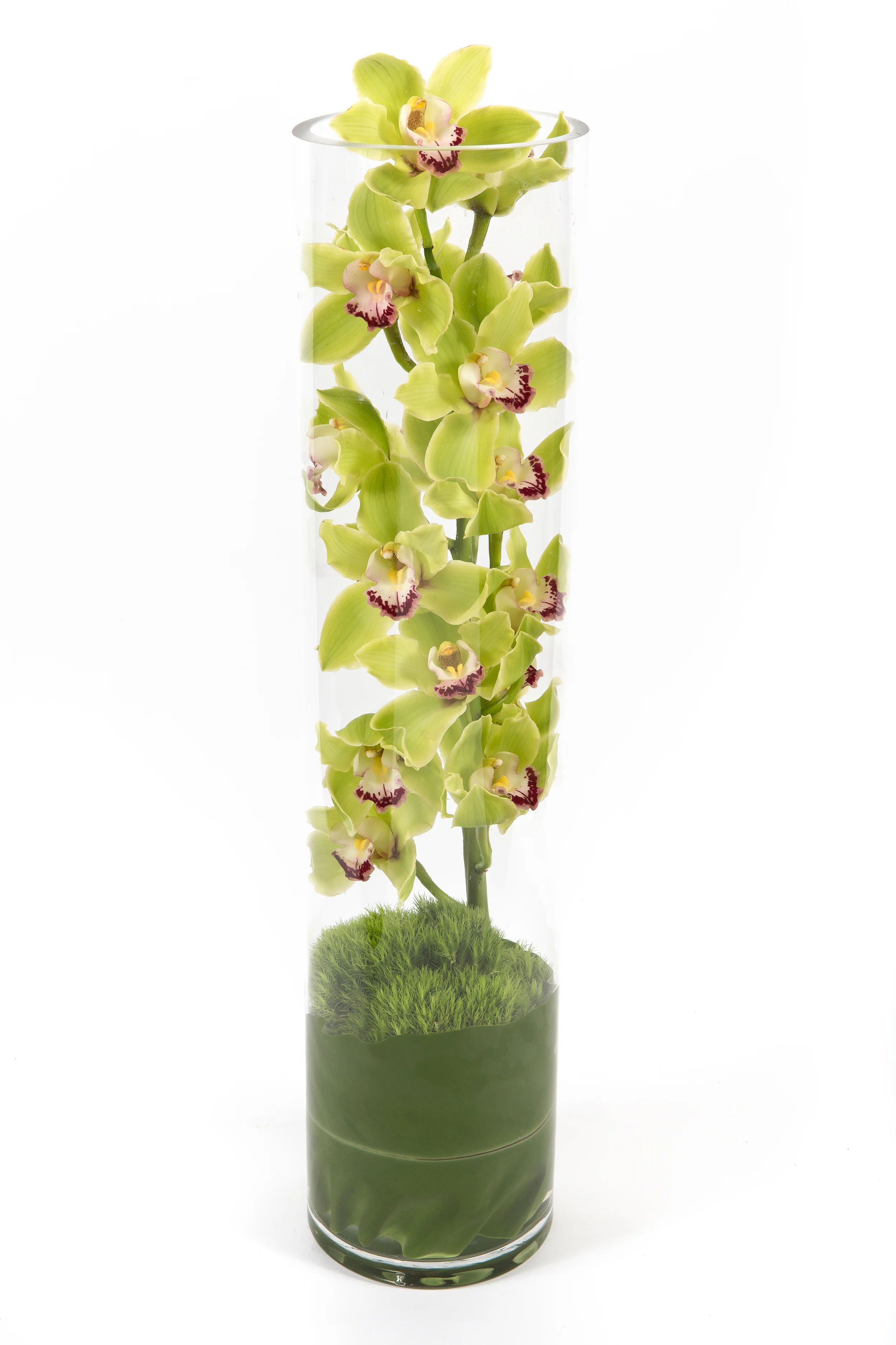 Modern Orchid.jpg