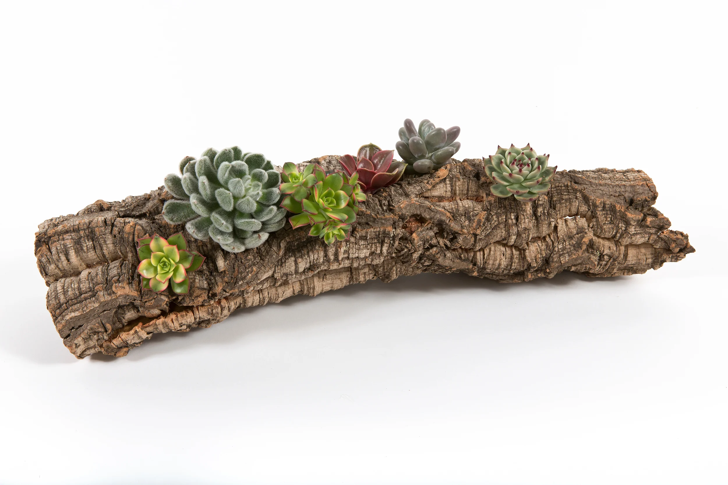 Wood and succelents.jpg