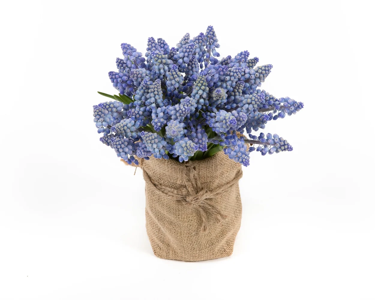 Grape Hyacinths- in burlap sack.jpg