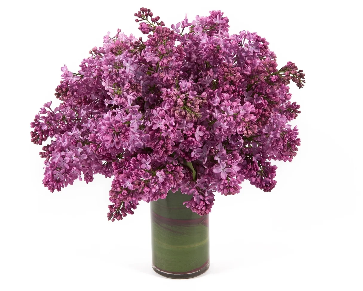 Lilacs.jpg