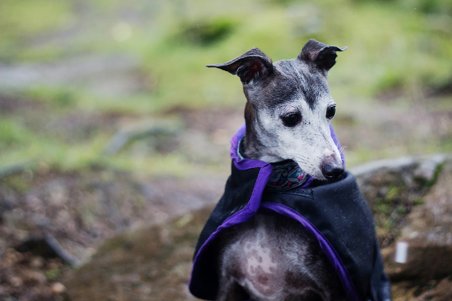 Sarah Weldon's dog in the Lake District