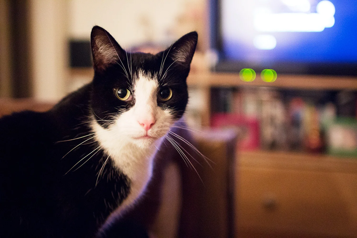 Cat watching television. Photography by Alice Red.
