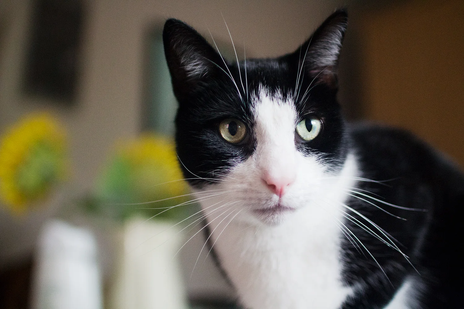 Portrait of cat, taken with Sigma 30mm f/1.4 lens. Photography by Alice Red.
