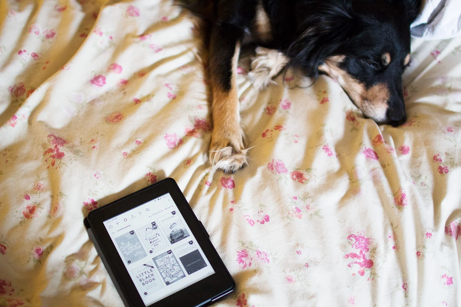 What-I'm-Reading-Right-Now-with-my-Dog.jpg