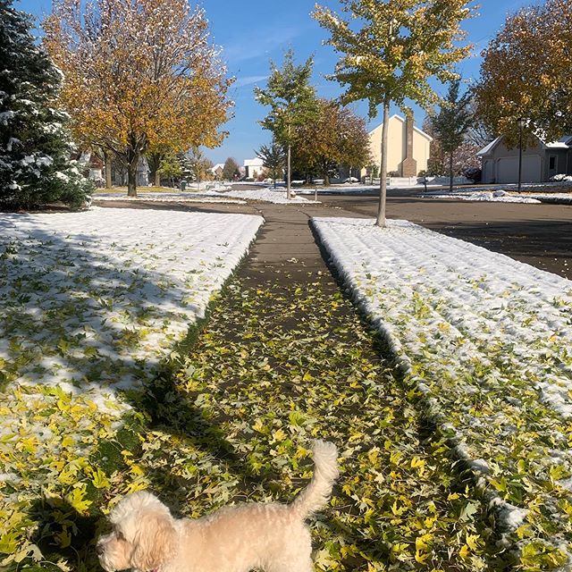 Part Fall, Part Winter.  In anticipation of long, dark days, I am trying to get outside for at least 20-30 minutes. Today we enjoyed the crisp air.