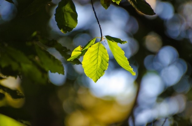 The expression "turn over a new leaf" actually refers to "leaves" as pages in a book.