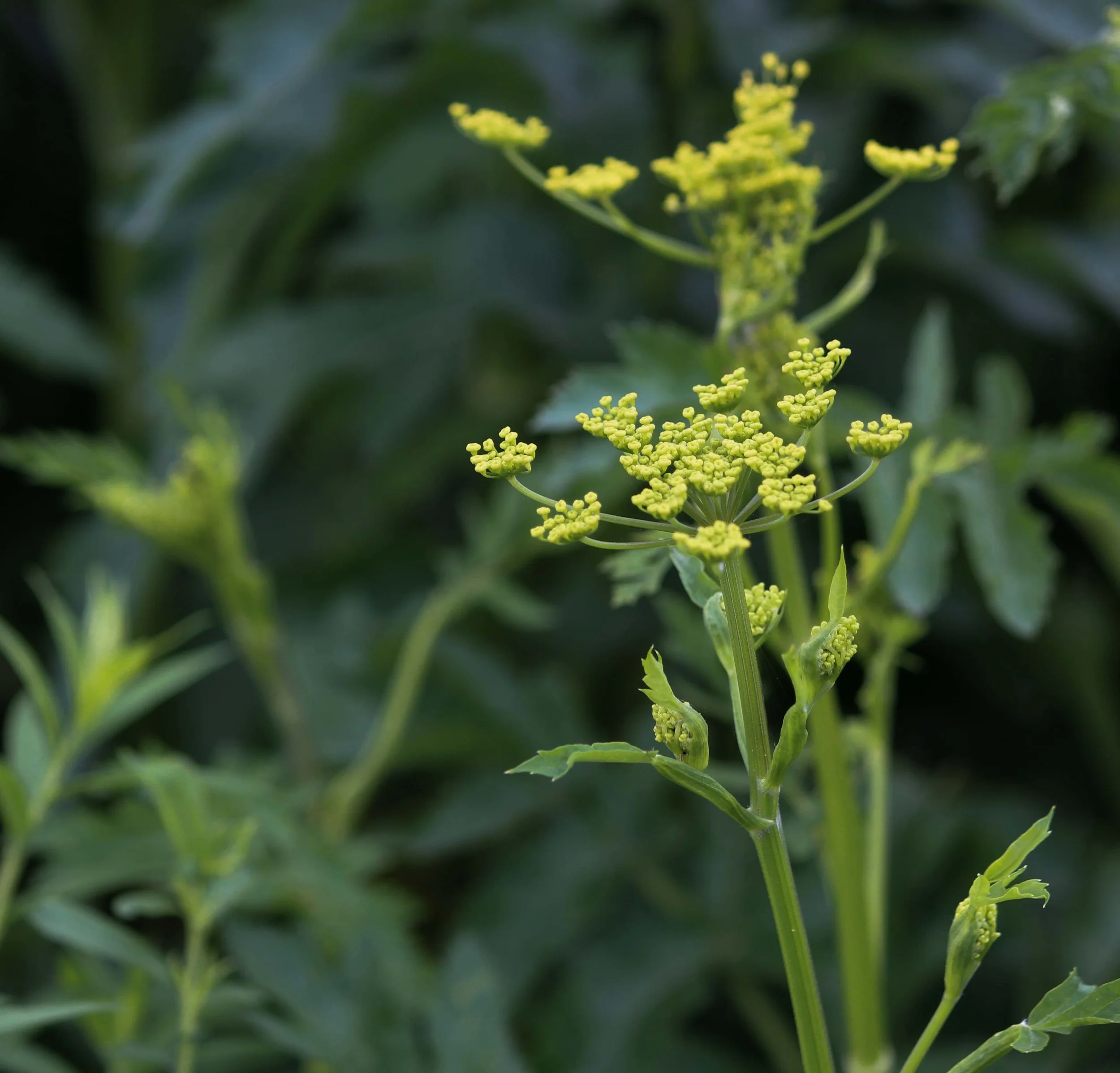 wild-parsnip-poison-parsnip-0106.jpg