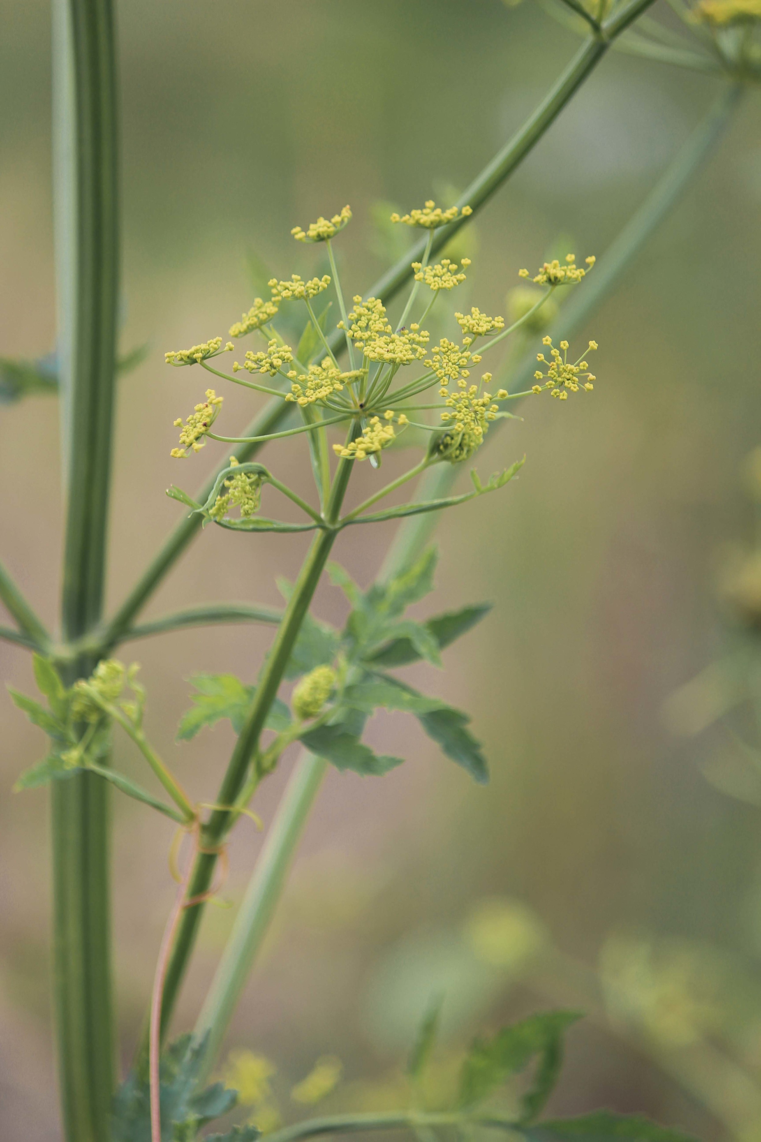 wild-parsnip-poison-parsnip-0110.jpg