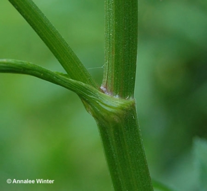 USED WITH PERMISSION - SOURCE: WEEDINFO.CA
