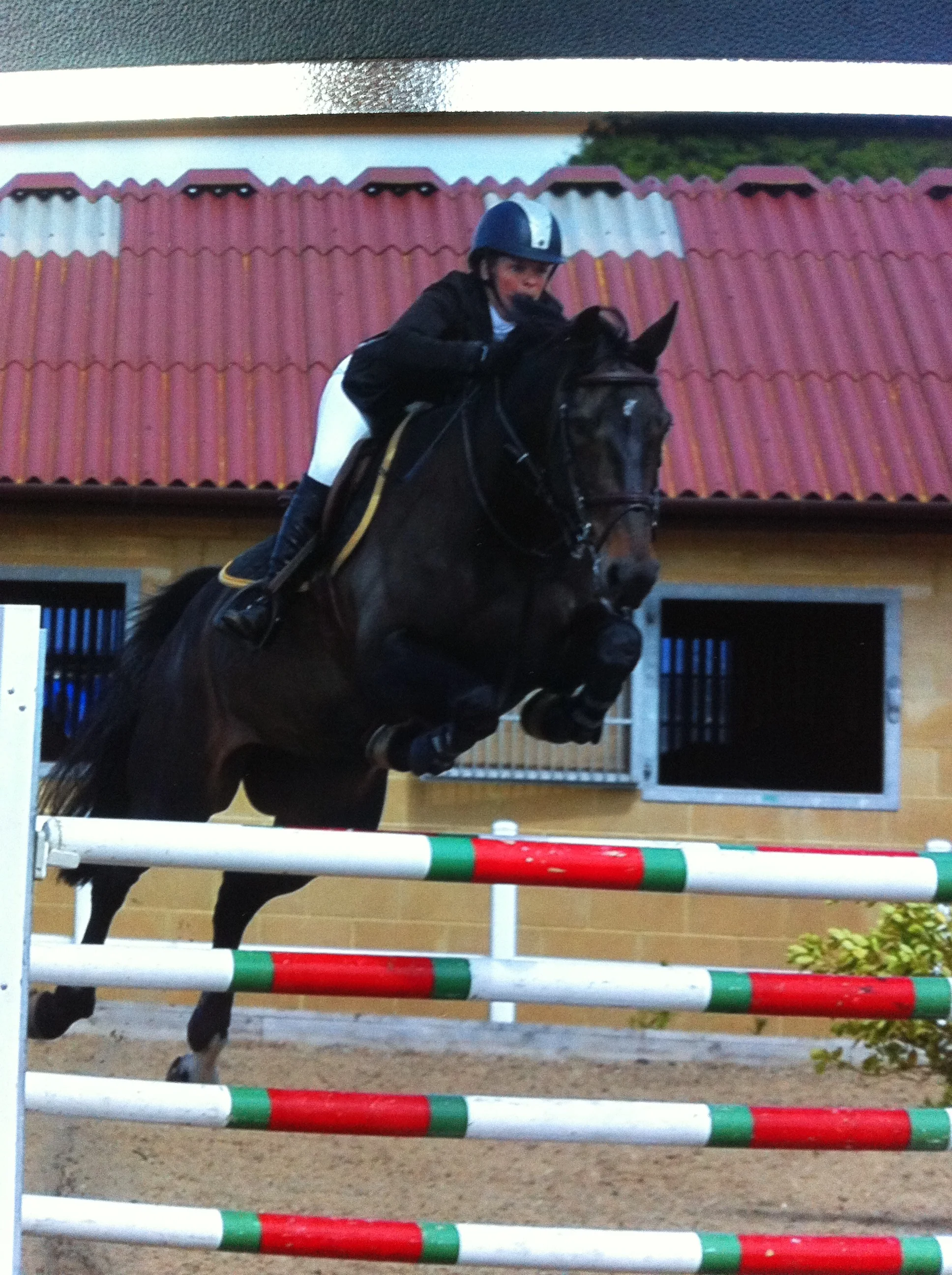 Balou 9yr old mare