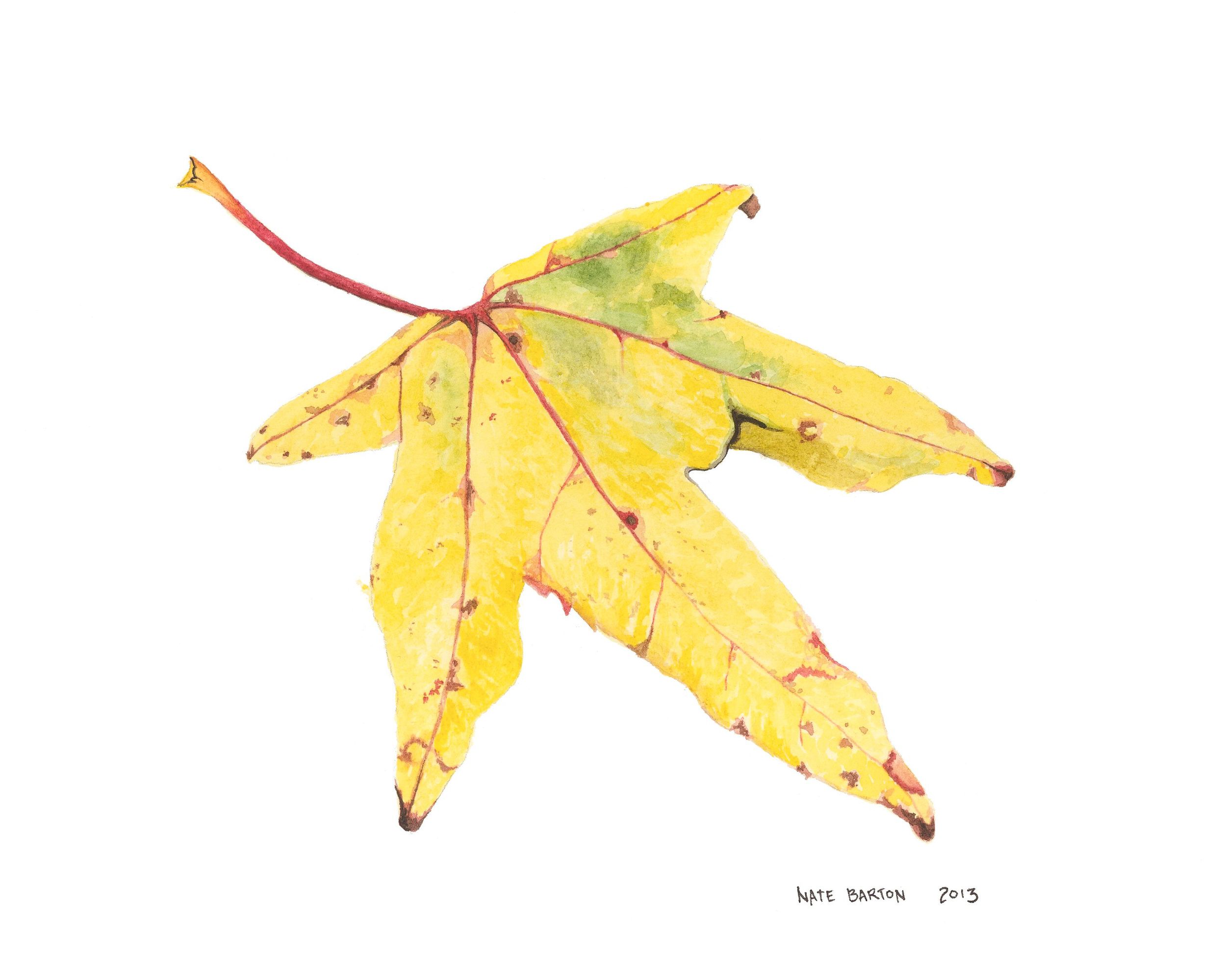 Red Yellow Leaf.jpg