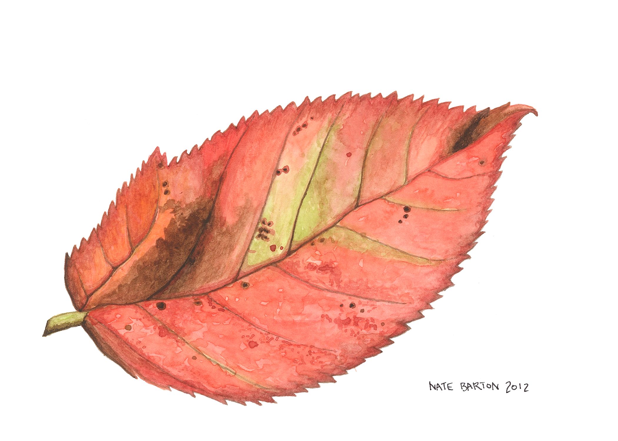 Apple Leaf.jpg