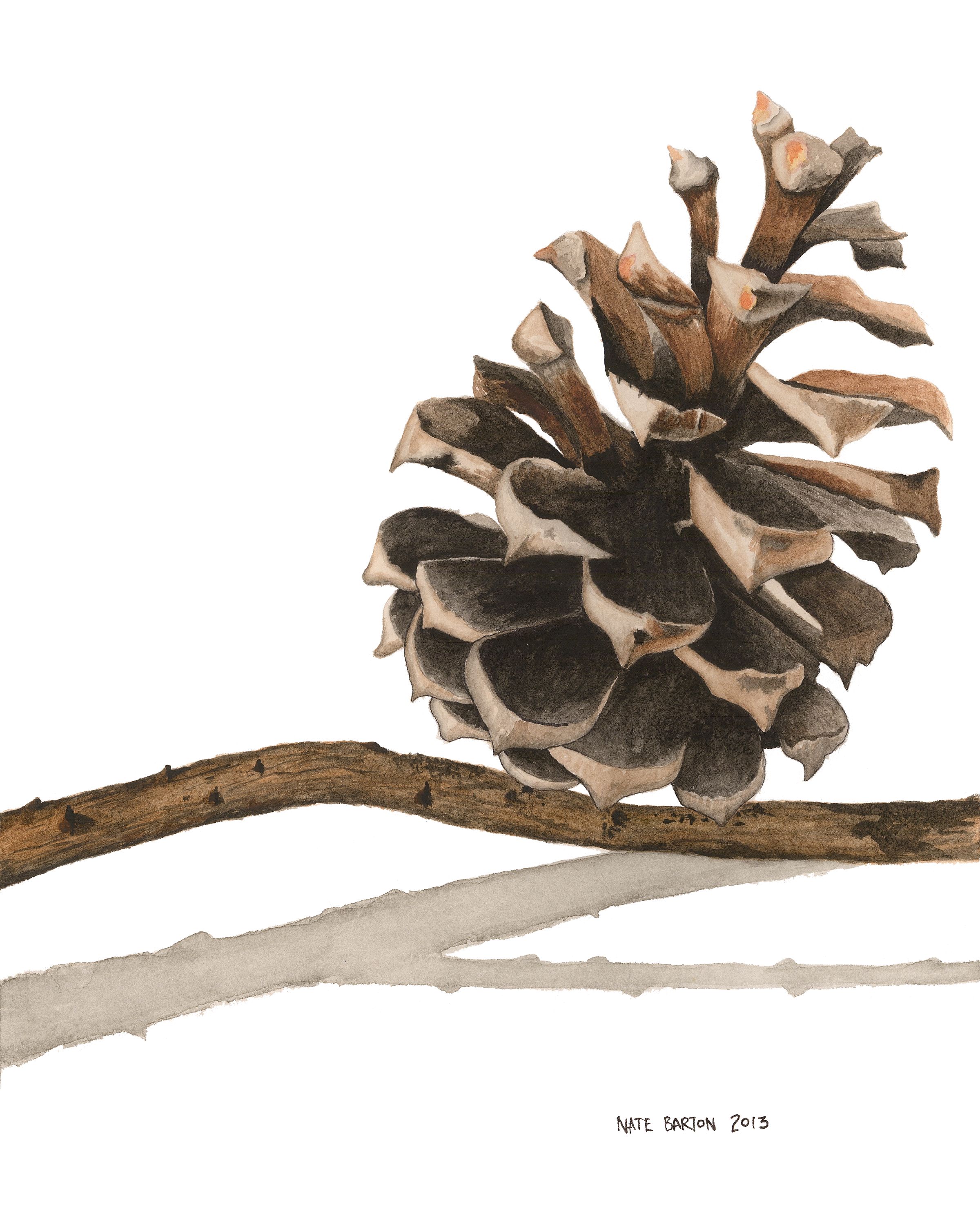Pinecone