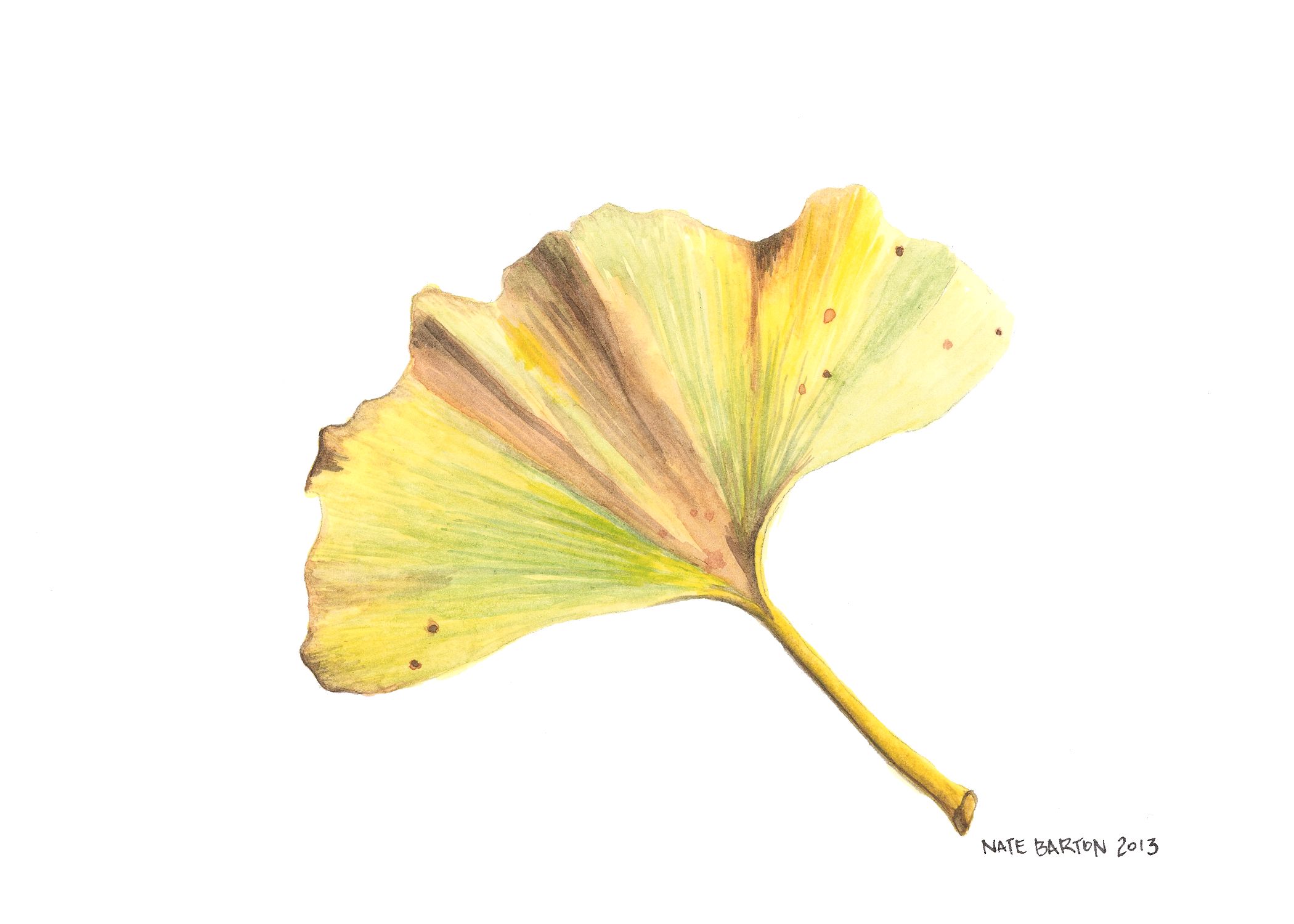 Ginko