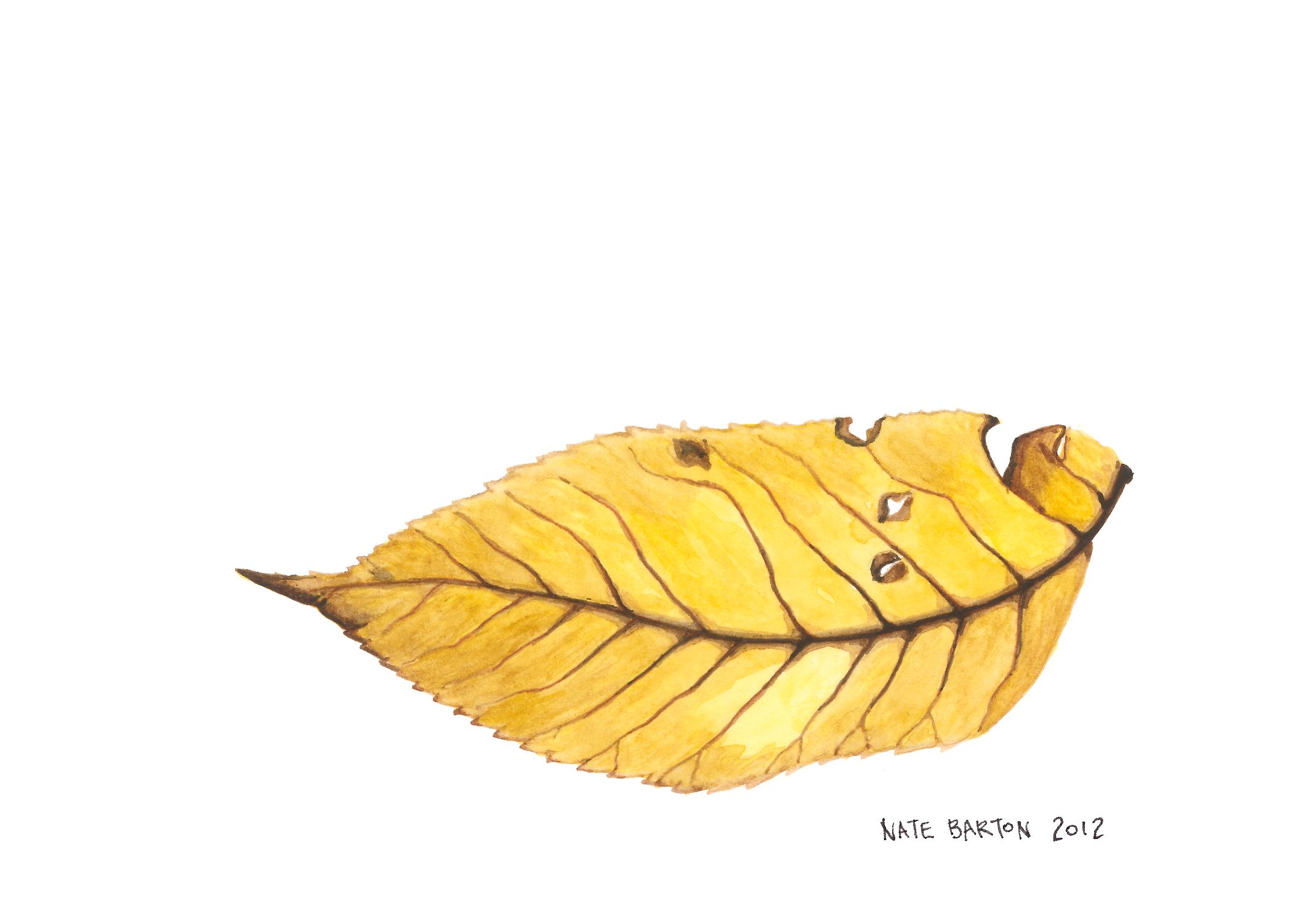 Yellow Leaf.jpg