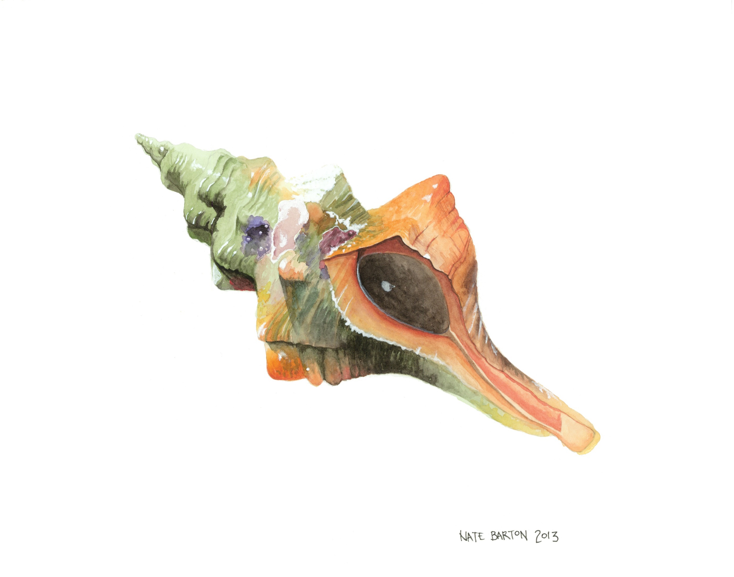 Bahia Honda Whelk