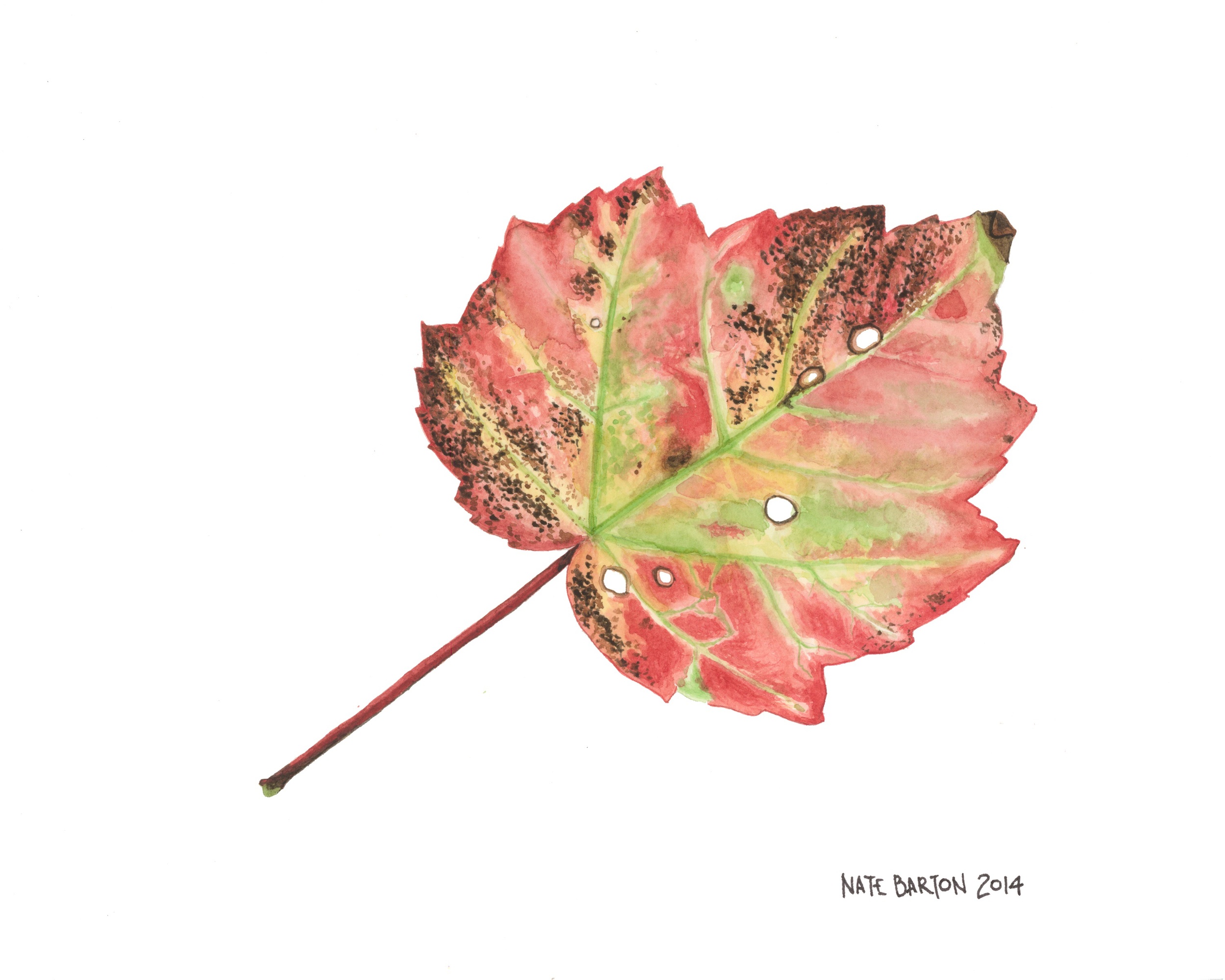 Red Maple 2.jpg