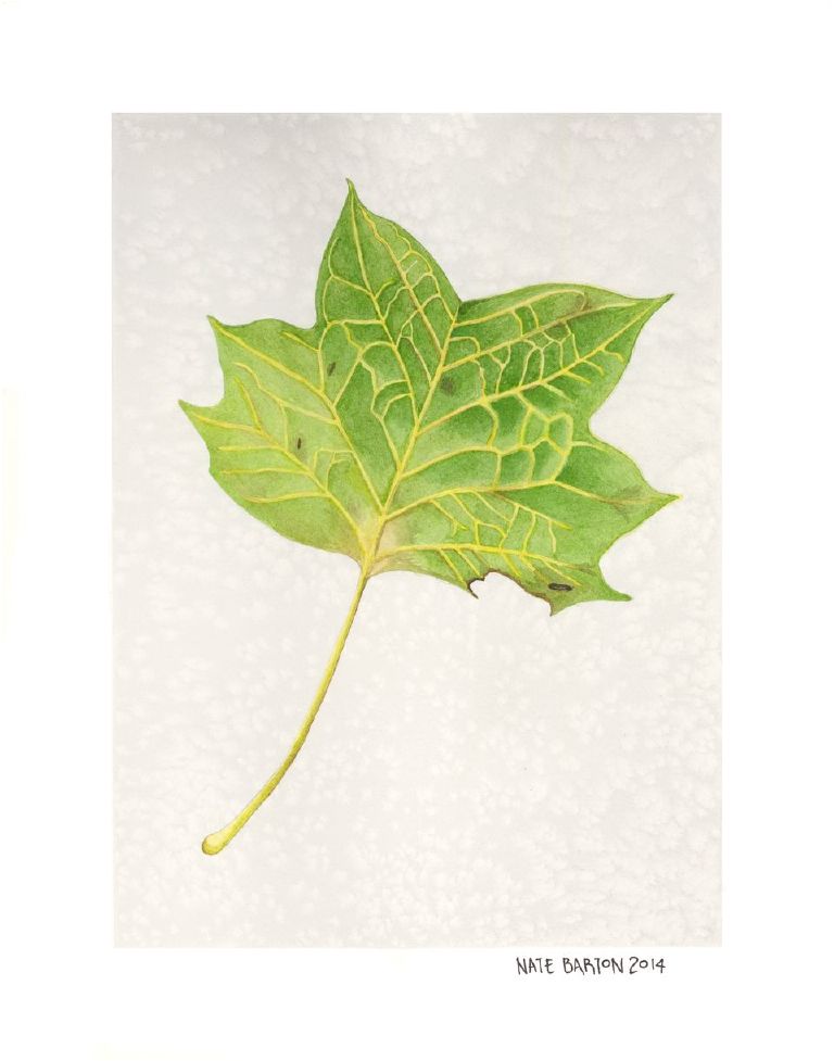 Green Leaf Yellow Vein