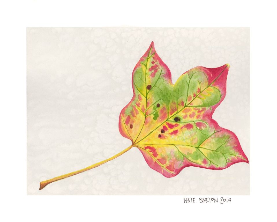 Heart Leaf