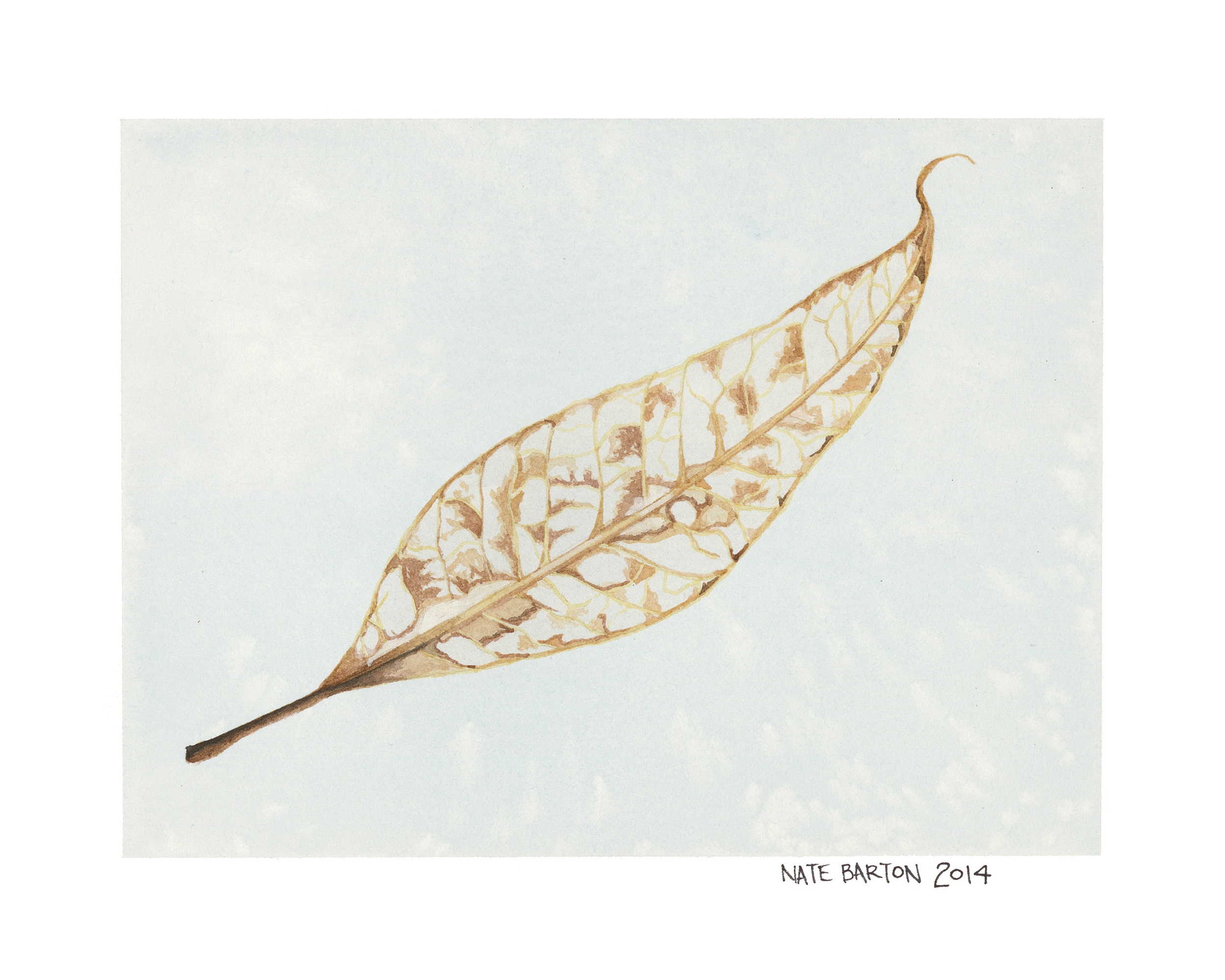 Skeleton Leaf