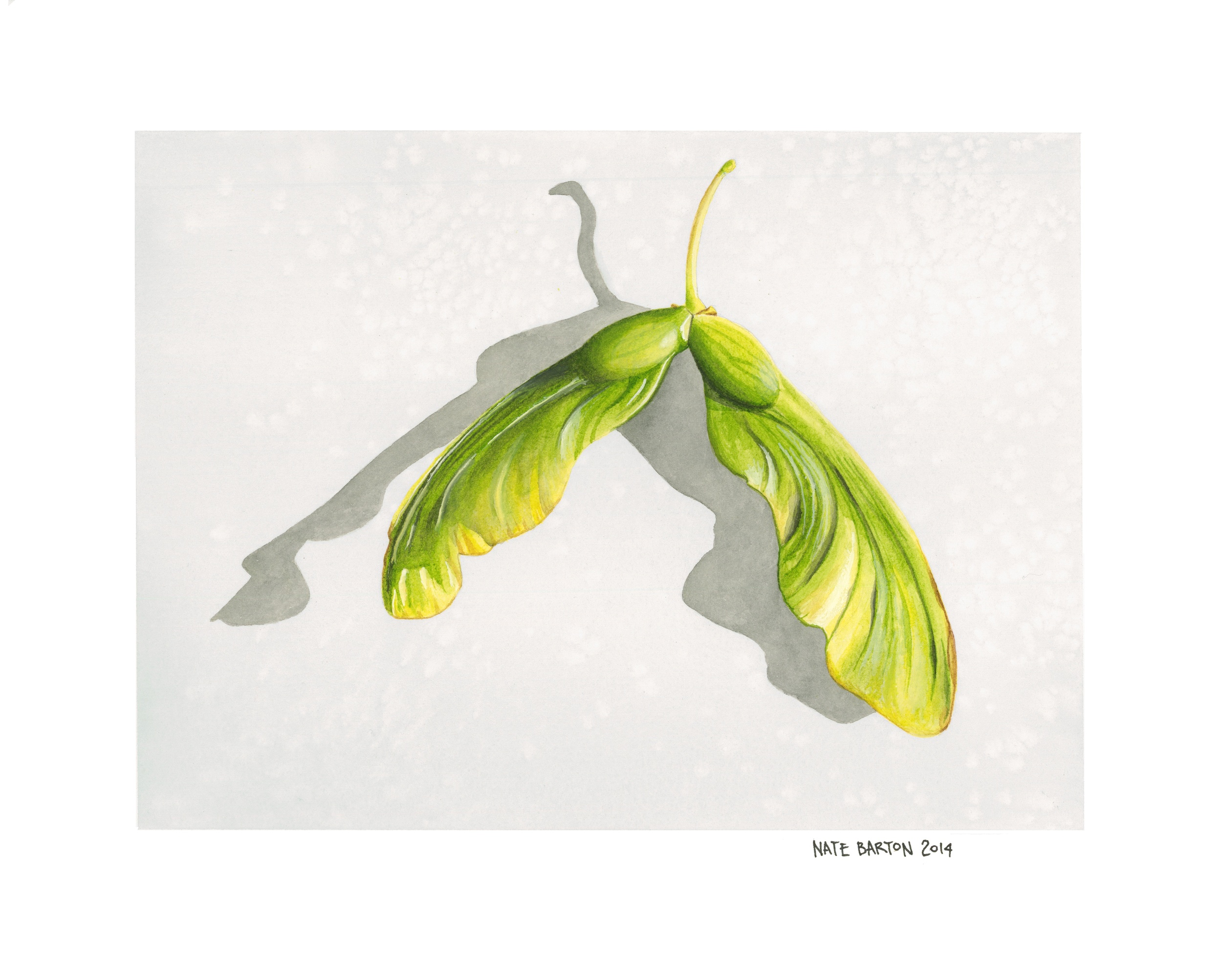 Maple Seed
