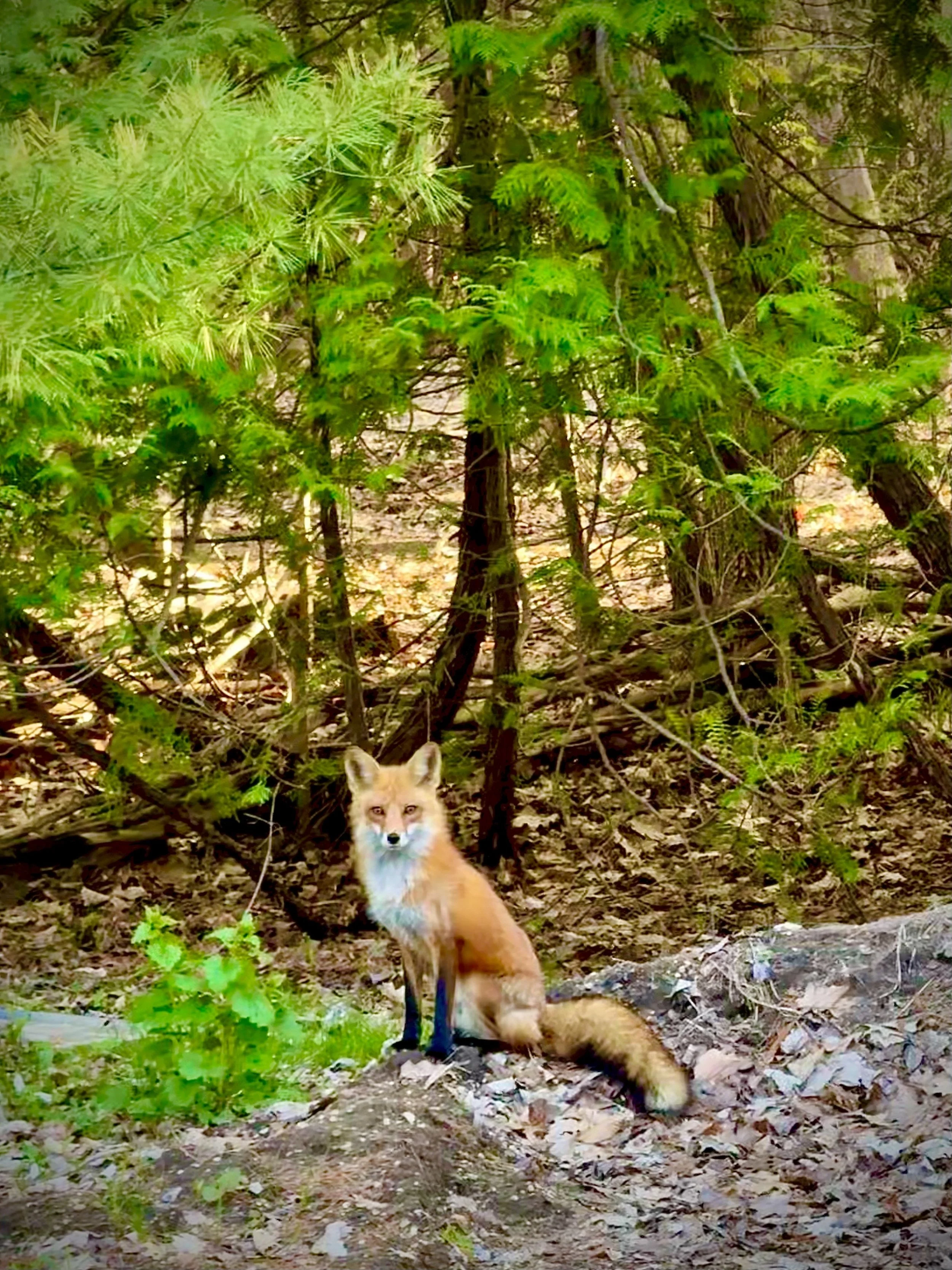 Red fox on the edge of the woods