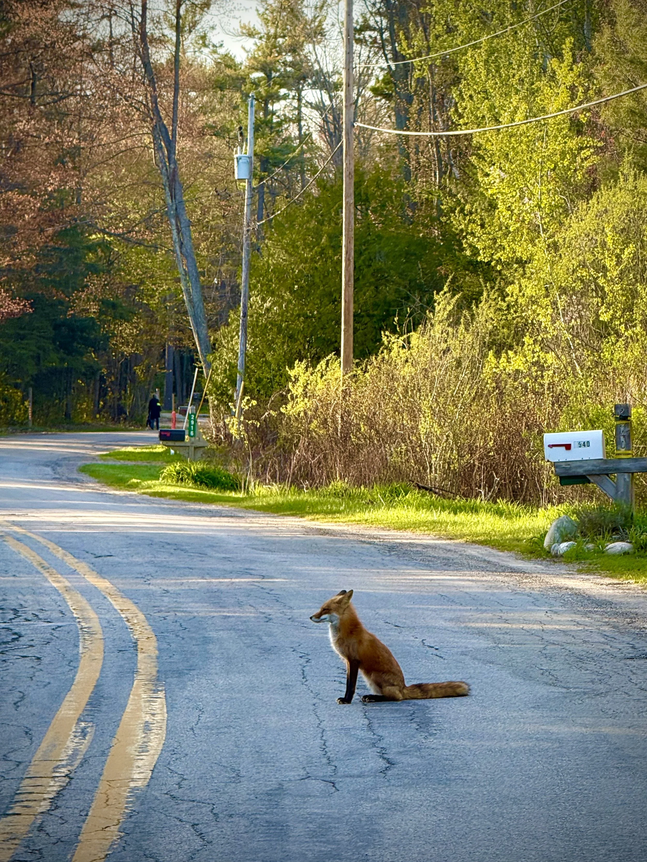 Red Fox on a country road