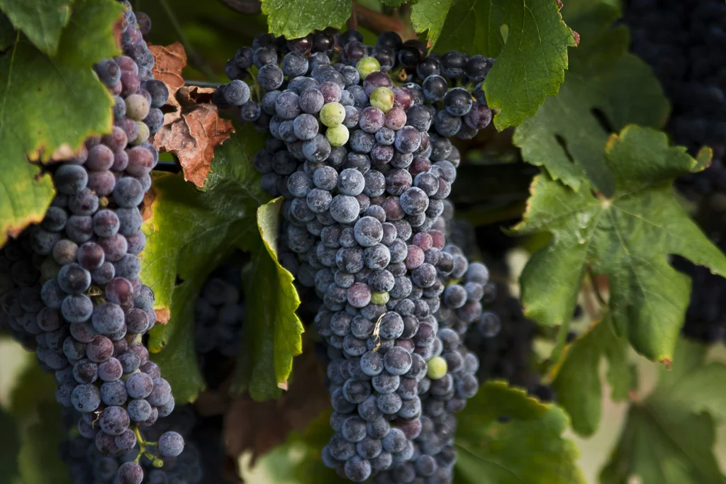 Grapes in a Vineyard No. 1.jpg
