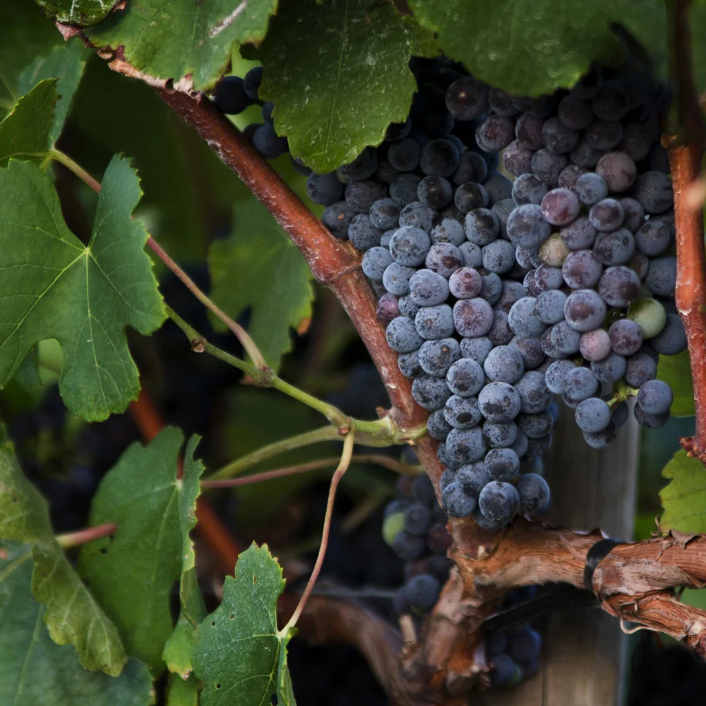 Grapes in a Vineyard No. 2.jpg