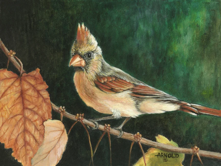 Arnold- Cardinal Fem 9x12, 4/11/12, 10:49 AM, 8C, 4560x4579 (2010+3793), 117%, New Setting, 1/20 s, R34.6, G29.8, B49.1